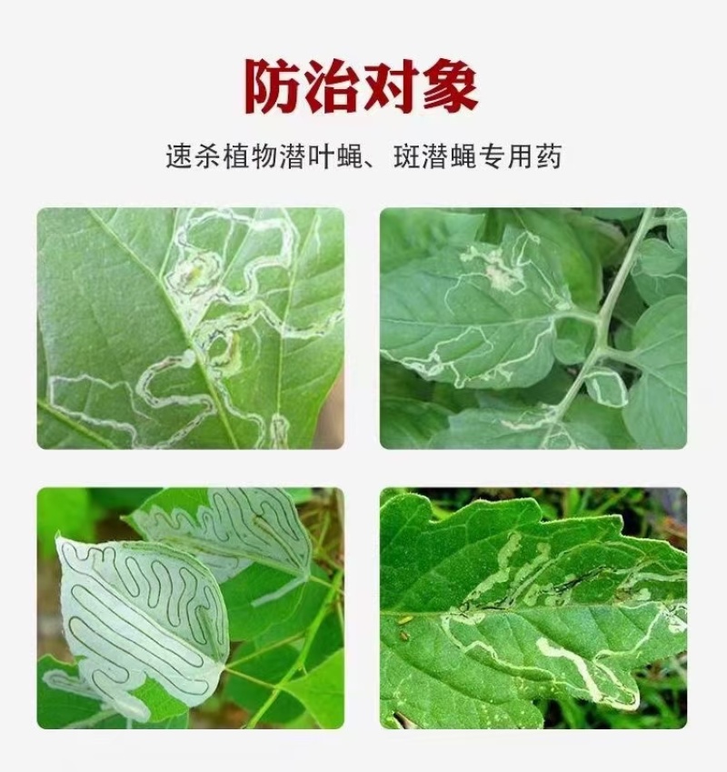 31%阿维灭蝇胺美洲斑潜蝇鬼画符潜叶蛾杀虫剂