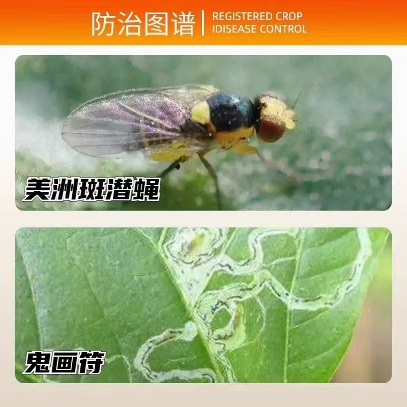 31%阿维灭蝇胺美洲斑潜蝇鬼画符潜叶蛾杀虫剂