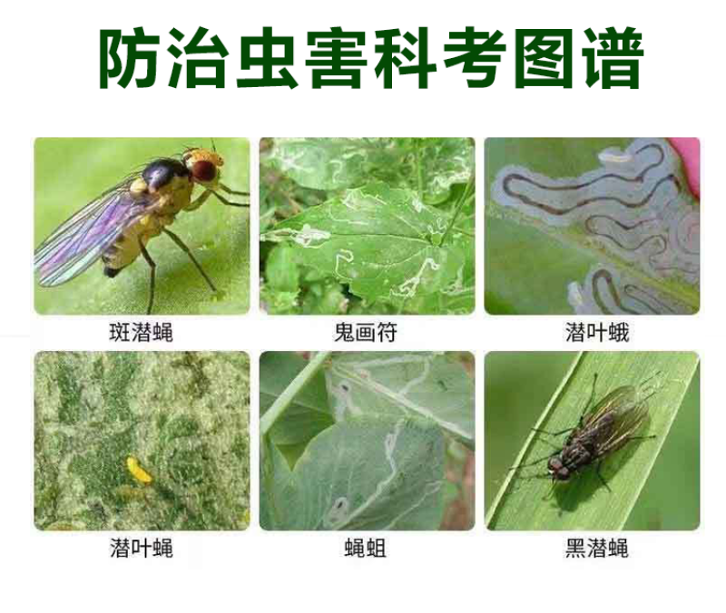 31%阿维灭蝇胺美洲斑潜蝇鬼画符潜叶蛾杀虫剂