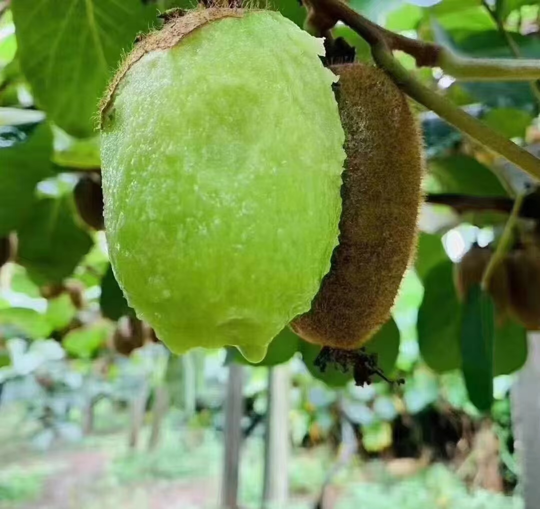 一张信息图表,展示绿心与红心猕猴桃在维生素C、膳食纤维、总糖、花青素四项指标上的数值对比,采用双色柱状图形式,左侧为绿色柱代表绿心猕猴桃,右侧为红色柱代表红心猕猴桃,图表下方标注数据来源为中国食物成分表及科研文献 营养成分柱状对比图