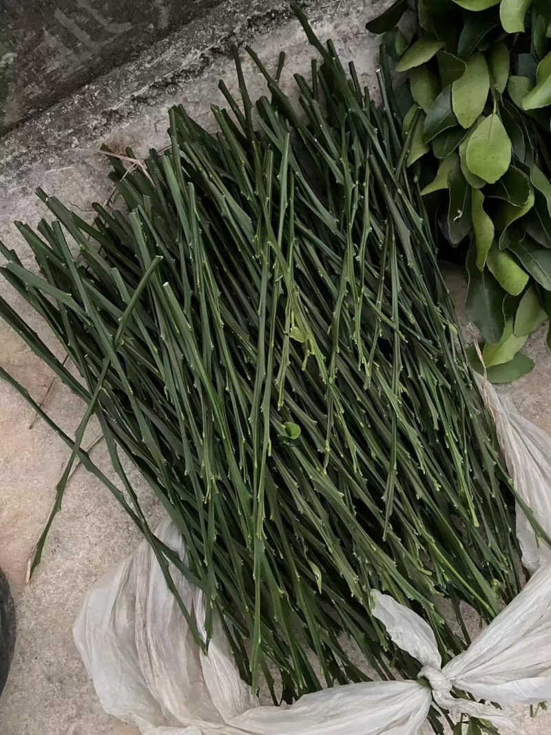 椪柑，芦柑，无籽苗
