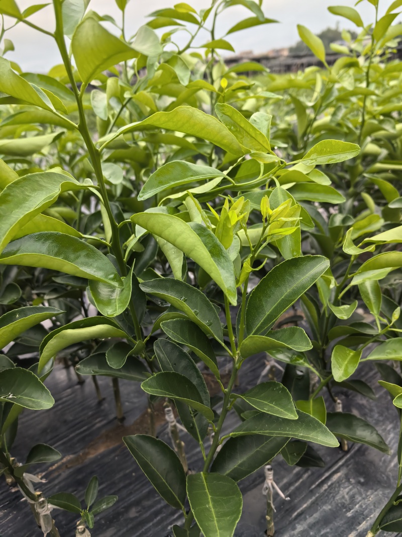 椪柑，芦柑，无籽苗