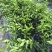 椪柑，芦柑，无籽苗