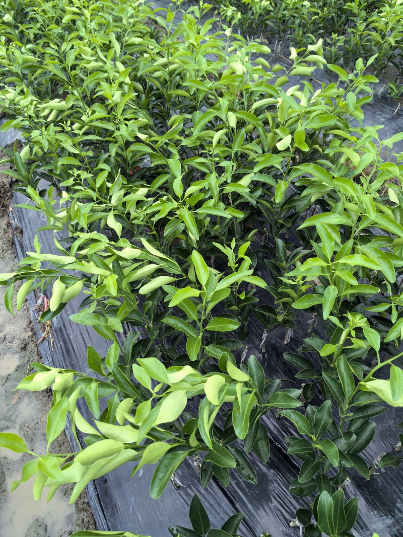 椪柑，芦柑，无籽苗
