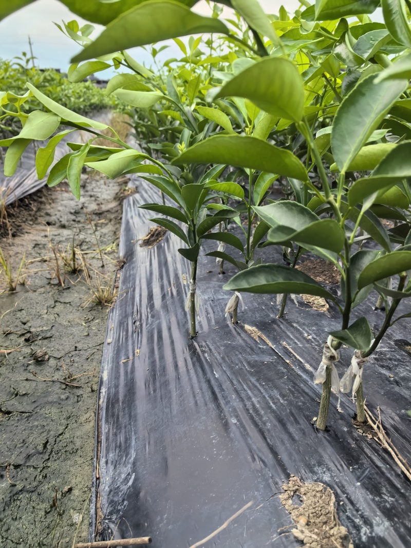 椪柑，芦柑，无籽苗