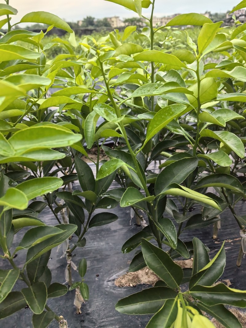 椪柑，芦柑，无籽苗