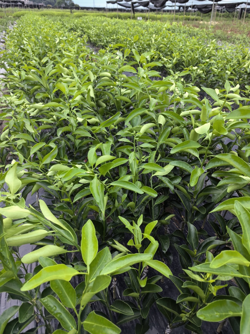 椪柑，芦柑，无籽苗