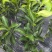 椪柑，芦柑，无籽苗