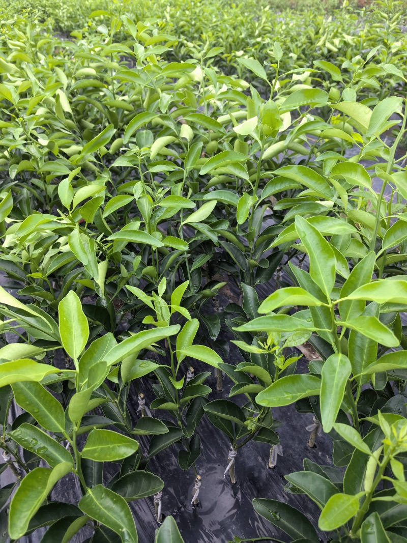 椪柑，芦柑，无籽苗