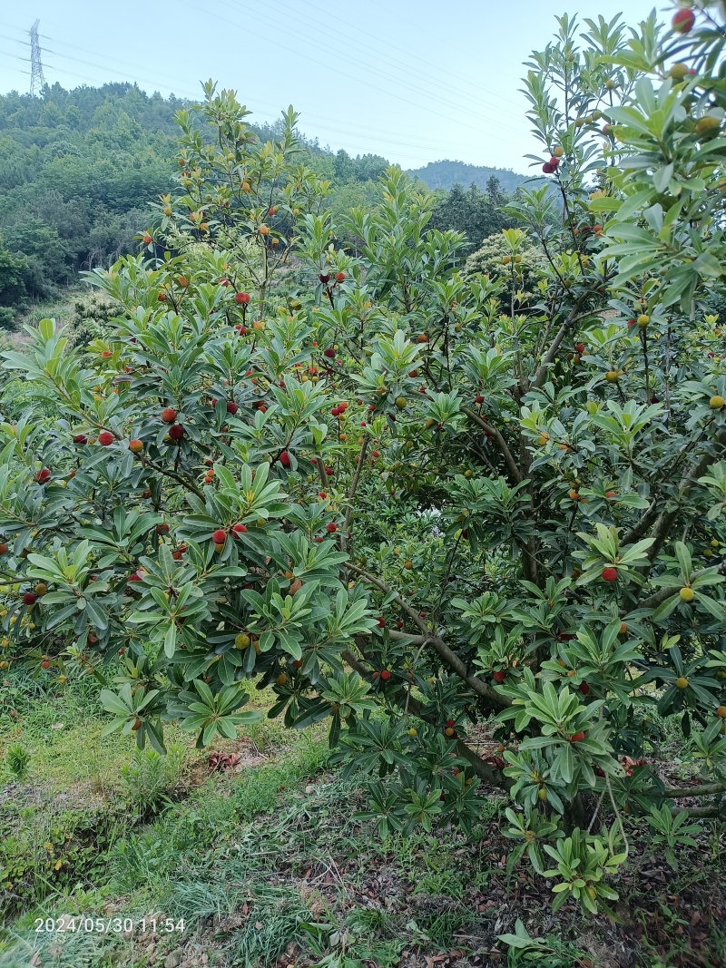 浙江仙居东魁杨梅