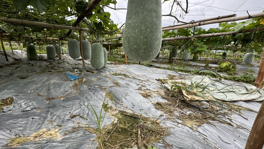 亳州市涡阳县龙山镇白皮冬瓜丰收节活动现场,一位身着蓝布衫的老年农户面带笑容,双手托起一枚表皮洁白光滑、泛微霜、长约45厘米的成熟白皮冬瓜;背景为红色横幅‘冬瓜亳州·清凉一夏’,周围摆放十余枚同等规格冬瓜,地面铺有秸秆垫层,光线明亮自然 亳州冬瓜丰收节现场特写:农户展示刚采摘的白皮冬瓜