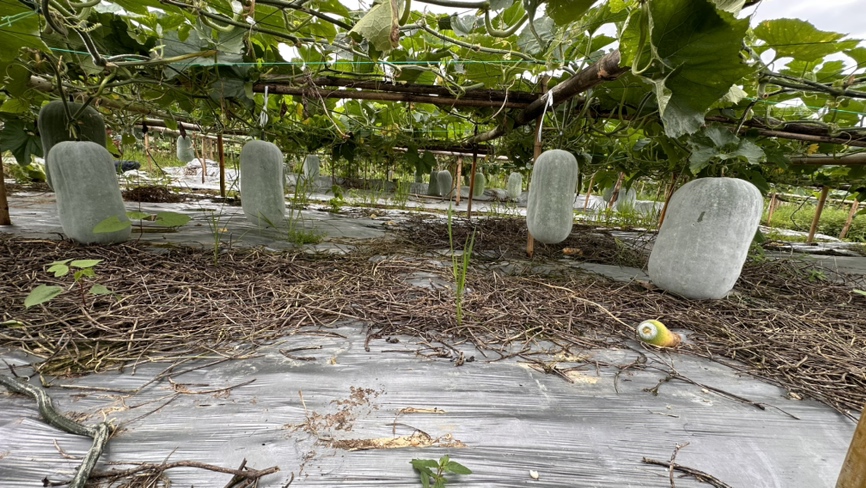 白皮冬瓜皮表面光滑,带有自然蜡质层 白皮冬瓜皮特写