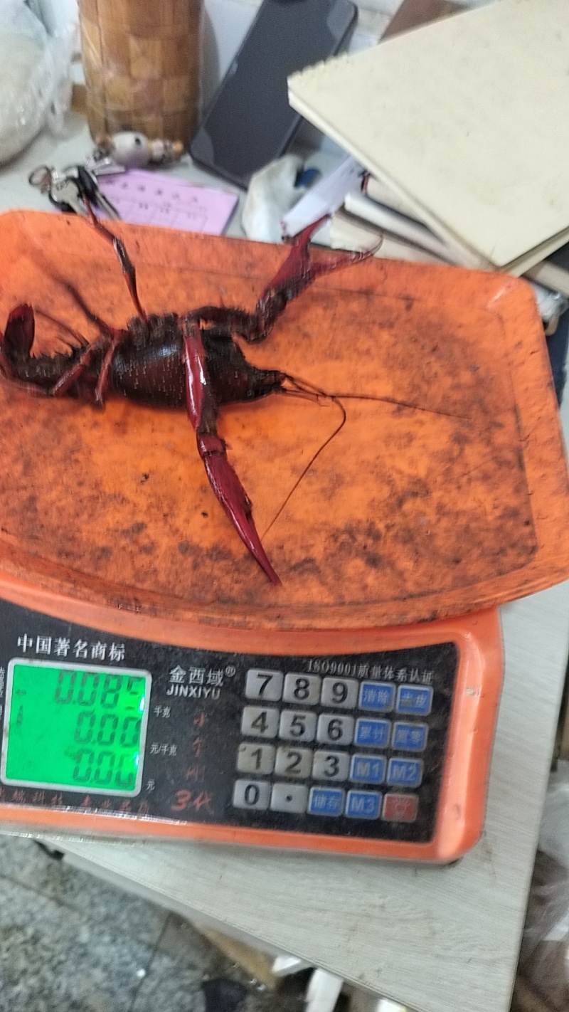 小龙虾批发