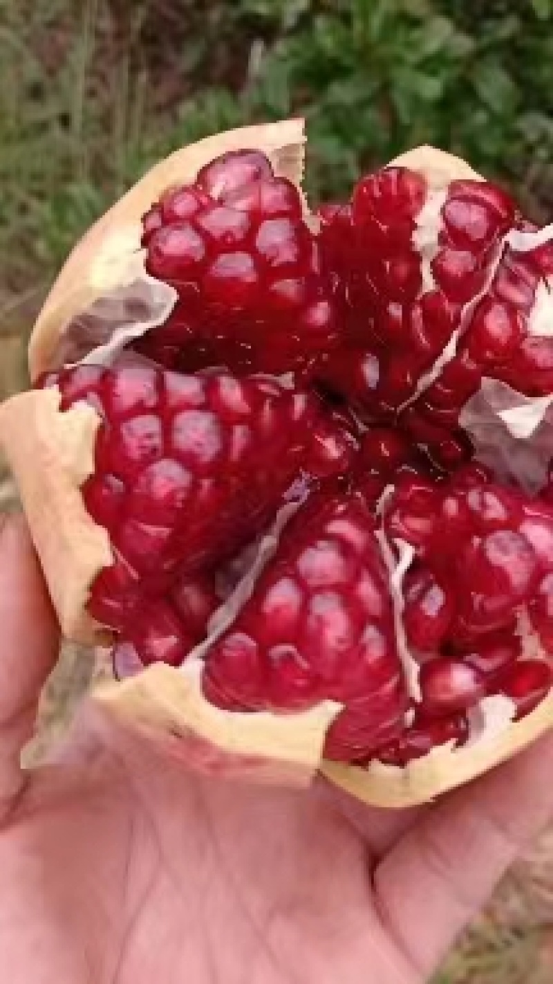 会理突尼斯软籽石榴