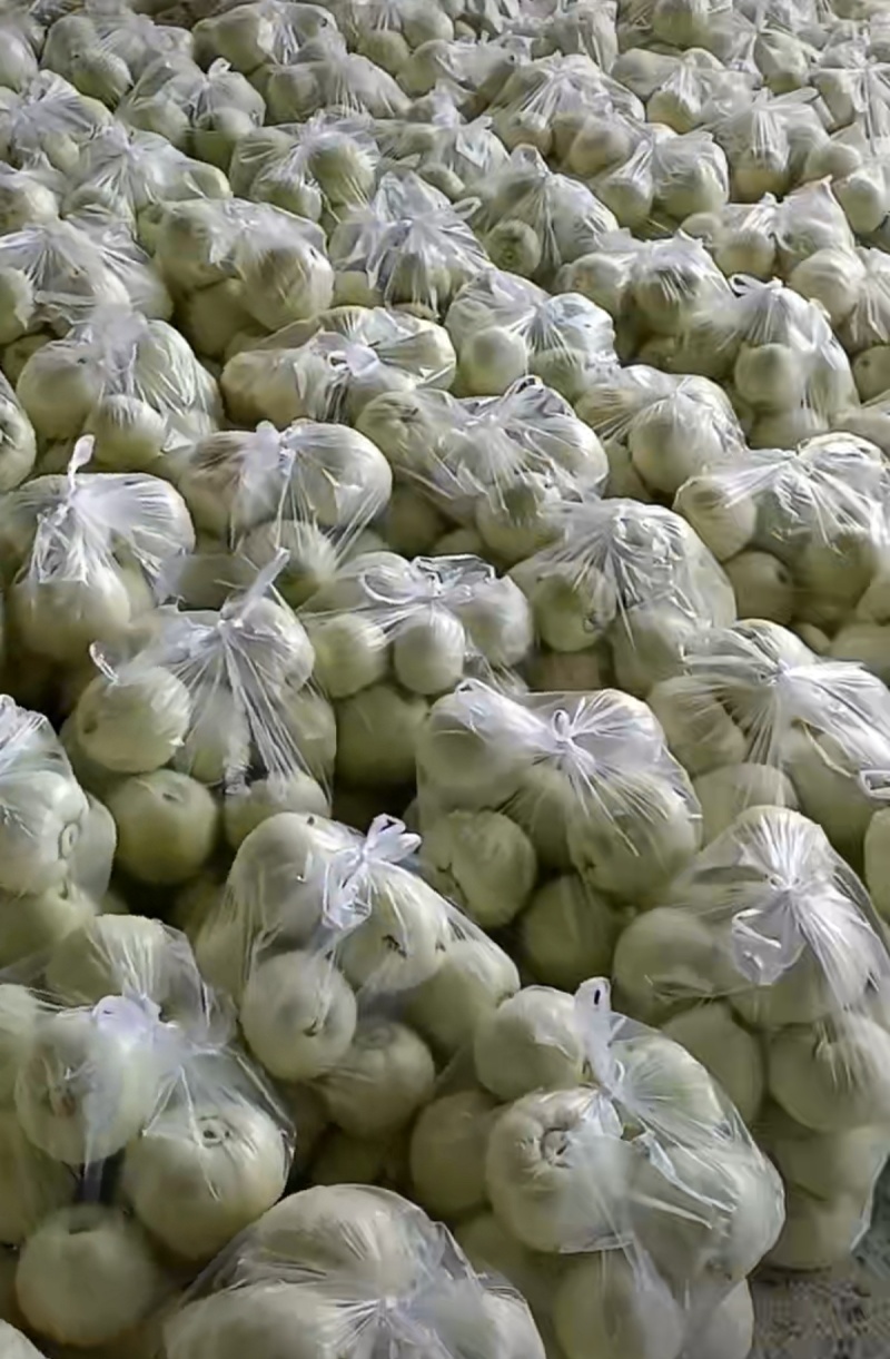 湖北精品甜瓜大量有货，质量保证，需要的老板联