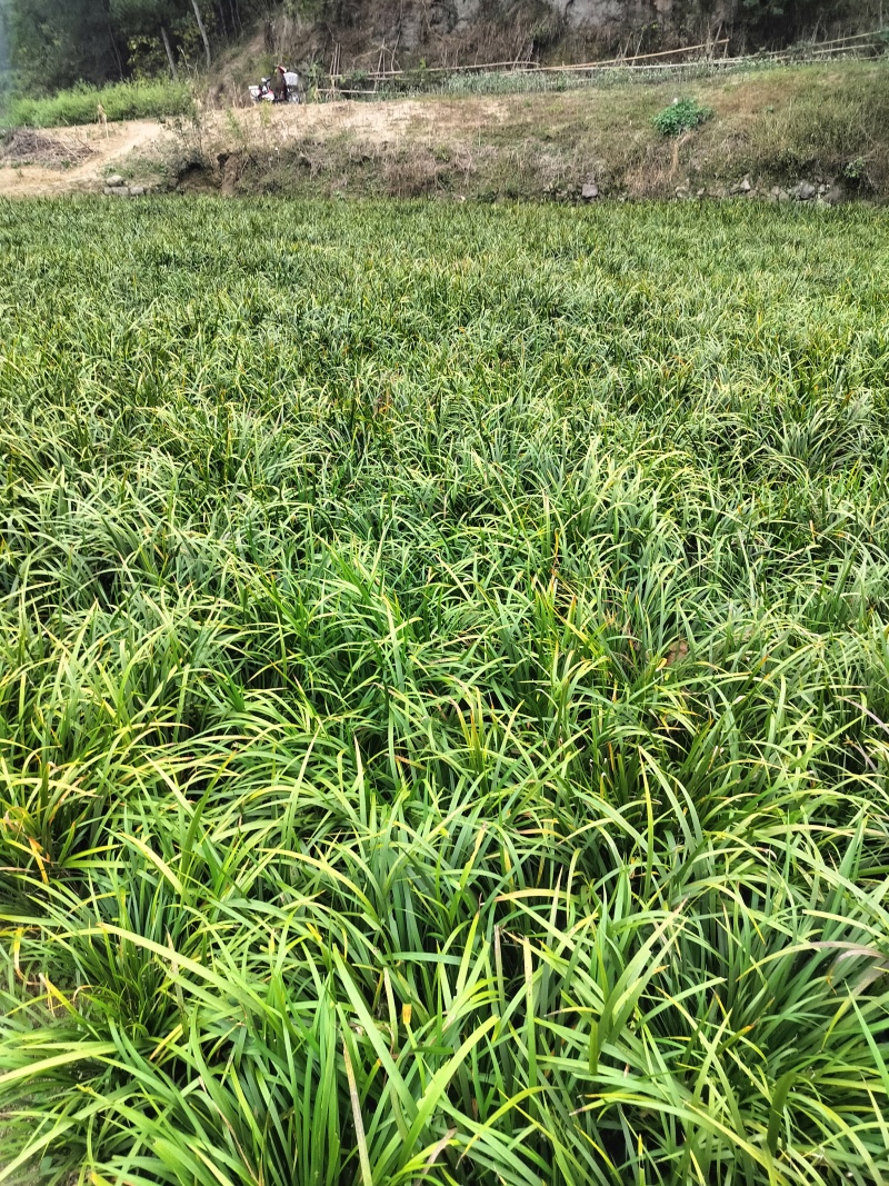 茴香昌蒲