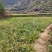 茴香昌蒲