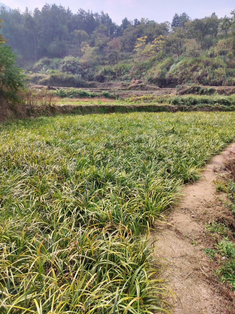 茴香昌蒲