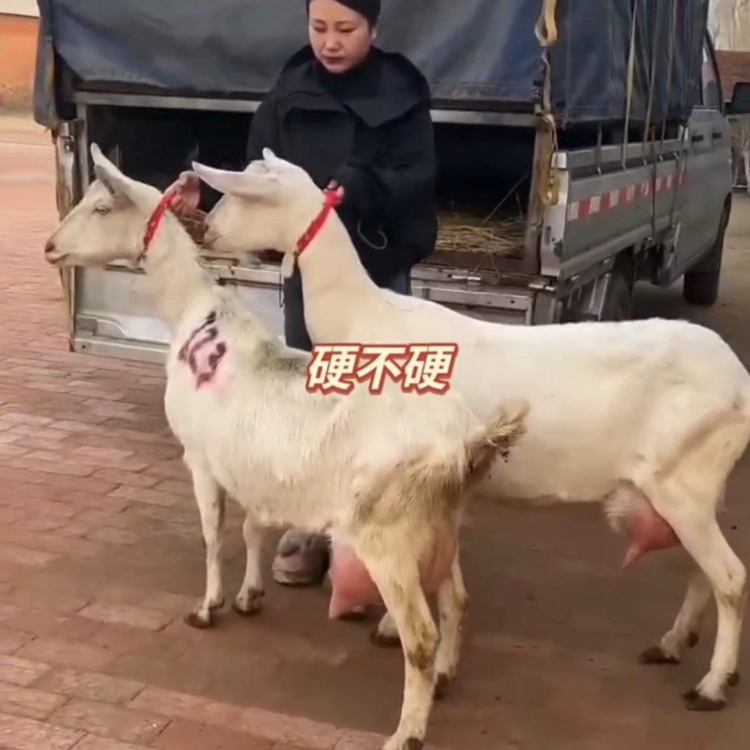 奶山羊批发]萨能奶山羊纯种活体高产奶山羊日产奶15斤奶山羊母羊怀孕种