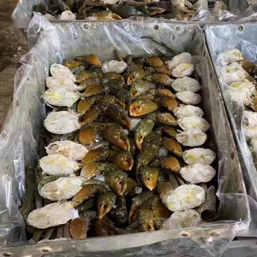 青蟹排蟹块单只重量一斤
