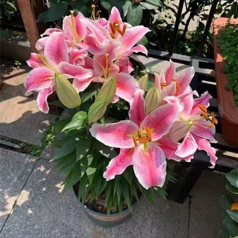 百合种球重瓣荷兰进口浓香型包成活包对版家庭园艺花卉精选