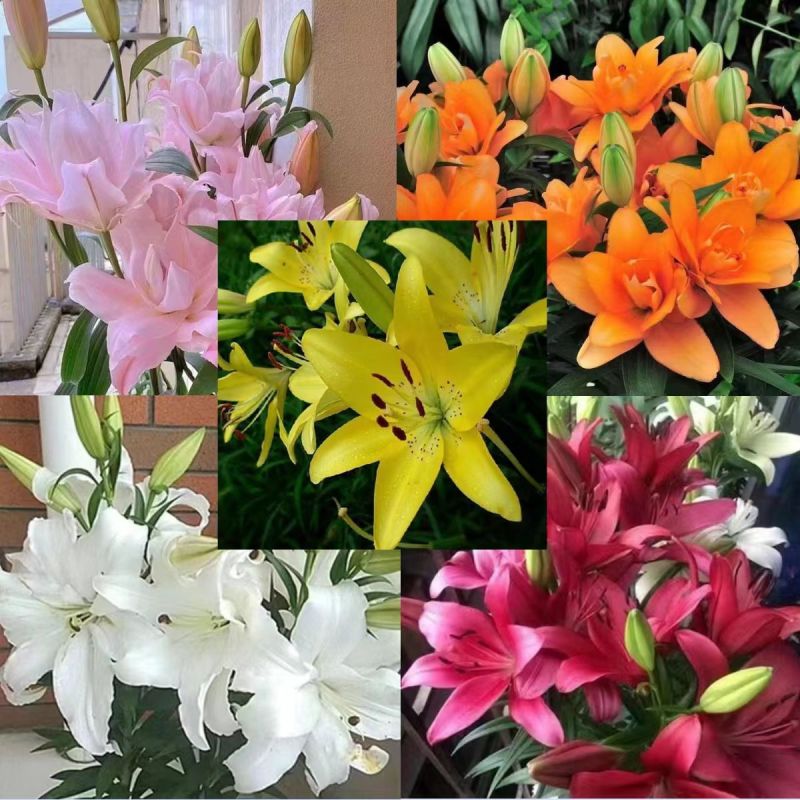 百合种球重瓣荷兰进口浓香型包成活包对版家庭园艺花卉精选