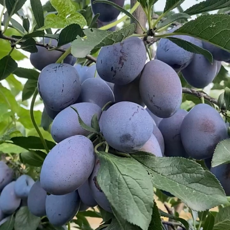 蓝蜜西梅苗品种纯真基地现起现发货根系发达成活率高