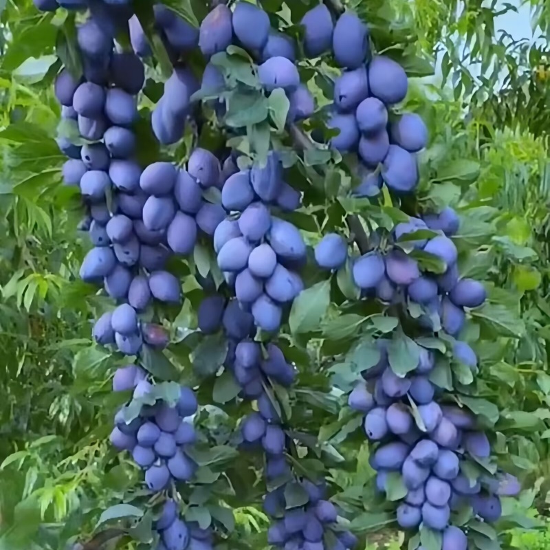 蓝蜜西梅苗品种纯真基地现起现发货根系发达成活率高