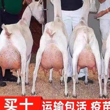 奶山羊萨能奶山羊母羊羊羔怀孕母羊产奶12斤买五送一货到付