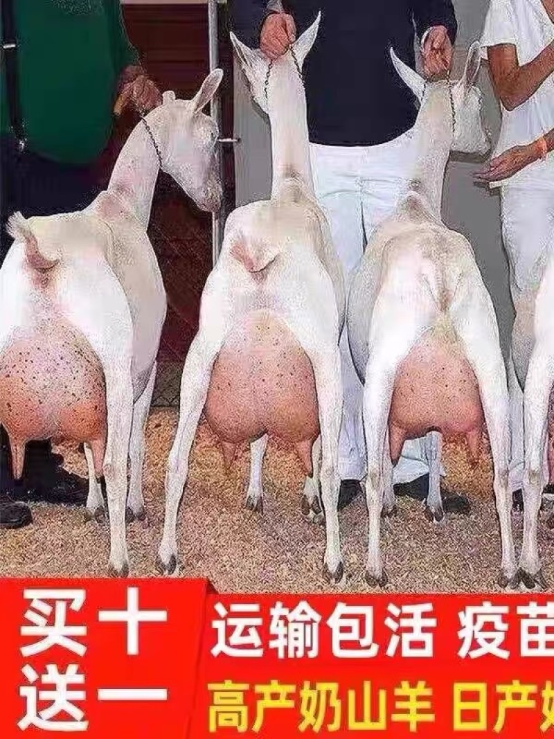 奶山羊萨能奶山羊母羊羊羔怀孕母羊产奶12斤买五送一货到付