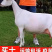 奶山羊萨能奶山羊母羊羊羔怀孕母羊产奶12斤买五送一货到付