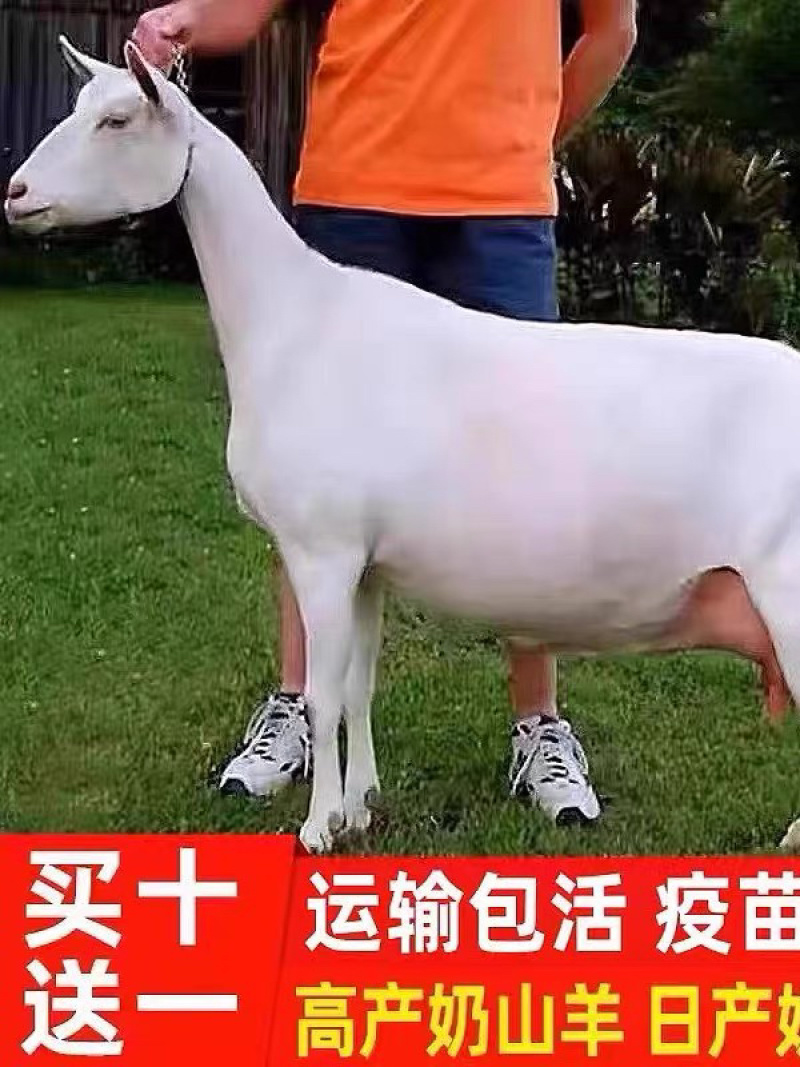 奶山羊萨能奶山羊母羊羊羔怀孕母羊产奶12斤买五送一货到付