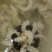 牛鞭花花火锅食材牛鞭水发牛鞭花