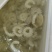 牛鞭花花火锅食材牛鞭水发牛鞭花