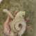 牛鞭花花火锅食材牛鞭水发牛鞭花