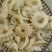 牛鞭花花火锅食材牛鞭水发牛鞭花