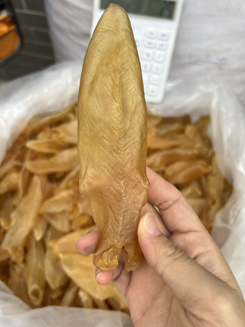 黄花胶老黄花胶老胶足干货胶质厚一手货源批发价
