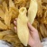 黄花胶老黄花胶老胶足干货胶质厚一手货源批发价