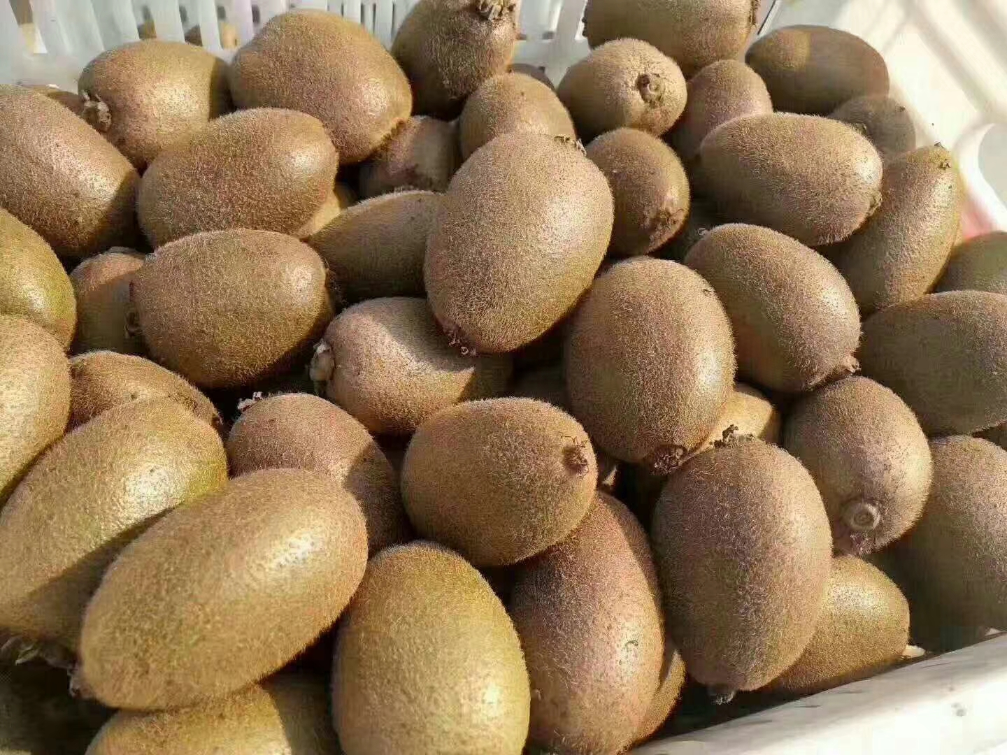 猕猴桃品种对比图