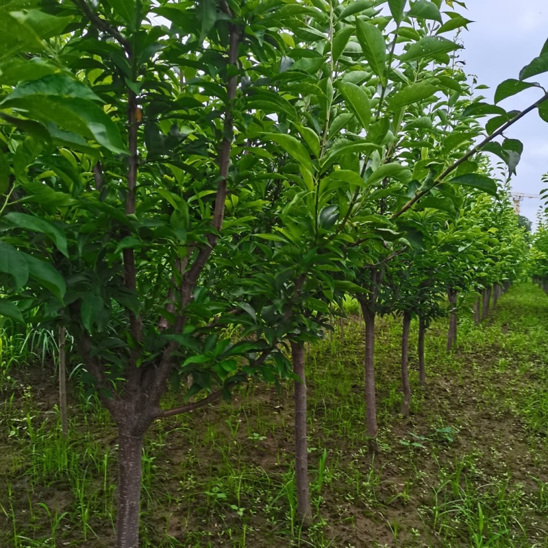 法兰西西梅苗品种纯真基地现起现发根系发达成活率高