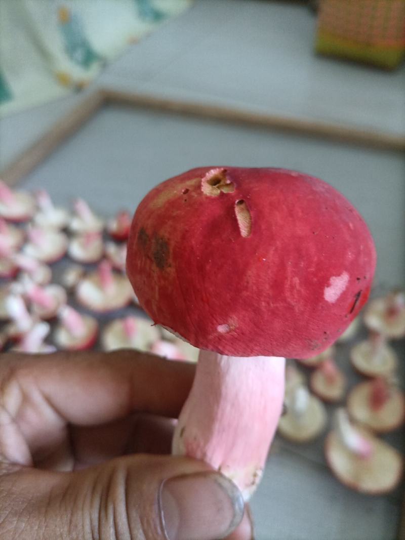 广西红菌