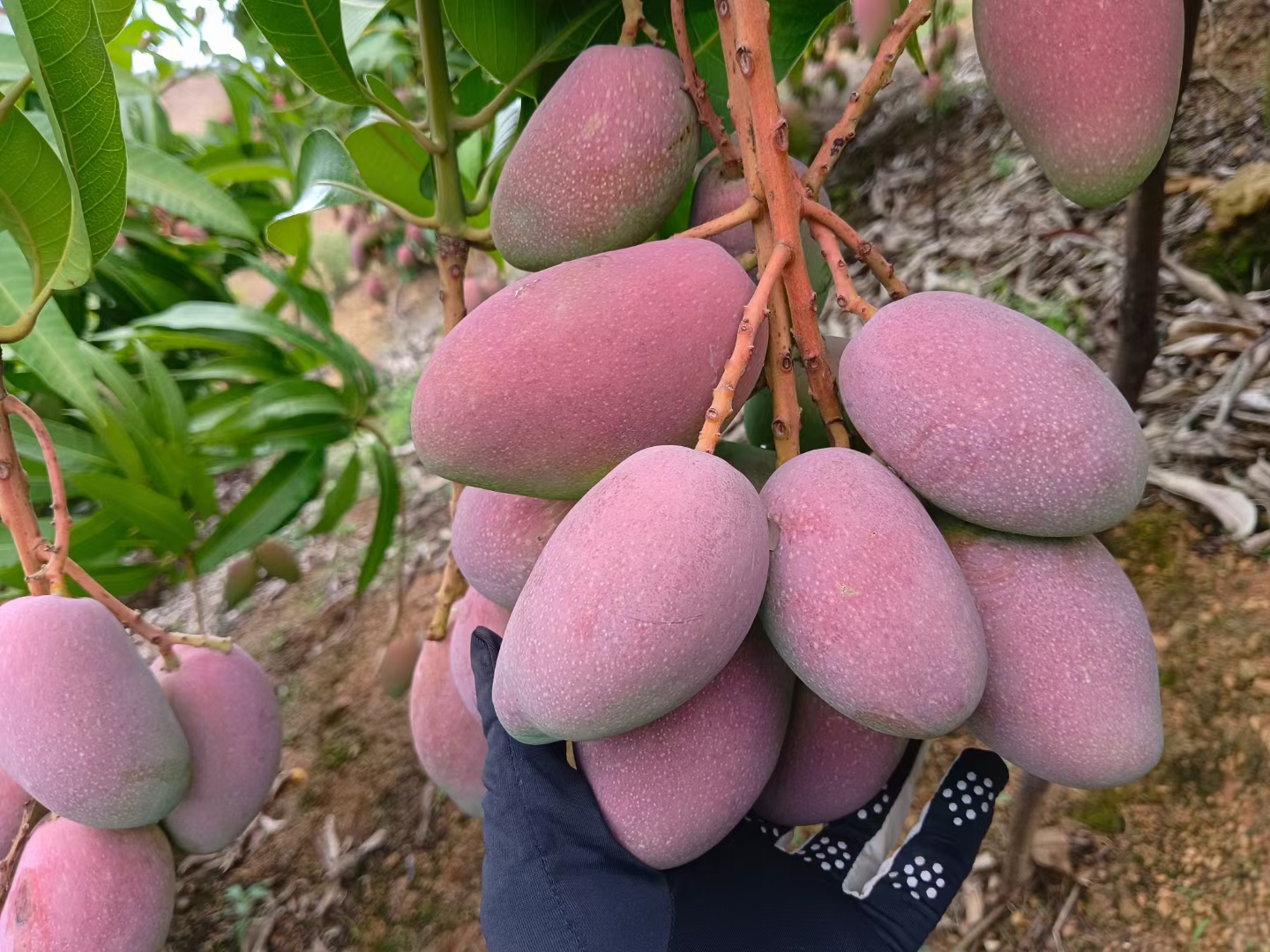 展示成熟贵妃芒果的外观特征,果皮红绿渐变,果肉金黄饱满 贵妃芒果特写