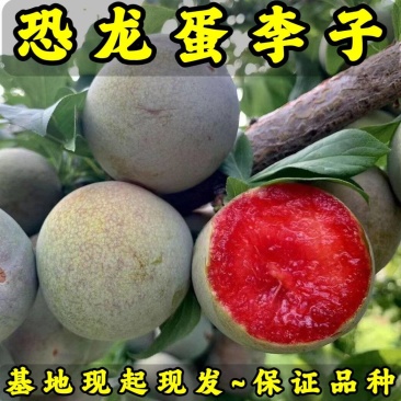恐龙蛋李子苗（红心李子）品种纯真基地现起现发成活率高