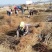 恐龙蛋李子苗（红心李子）品种纯真基地现起现发成活率高