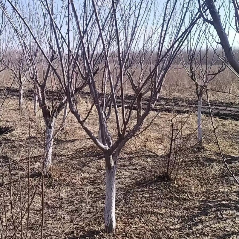 黑霸王李子苗（黑巨王李子苗）品种纯真基地直发成活率高