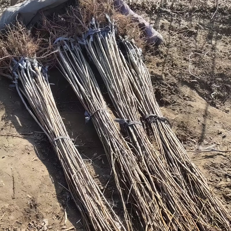 黑霸王李子苗（黑巨王李子苗）品种纯真基地直发成活率高
