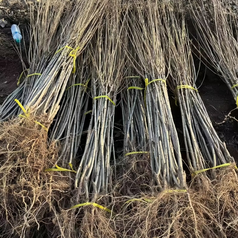 卯爷西梅苗品种纯真基地直发根系发达成活率高死苗补发