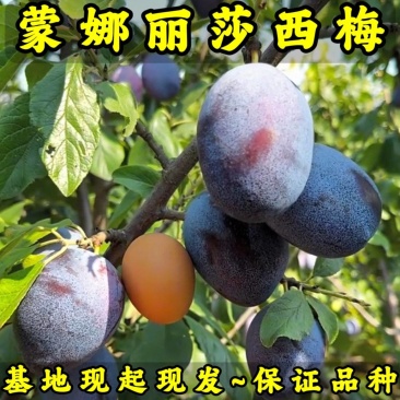 蒙娜丽莎西梅李子苗（大果型西梅）品种纯真基地直发