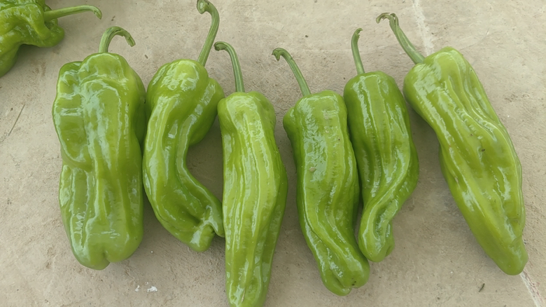 红椒与青椒对比图