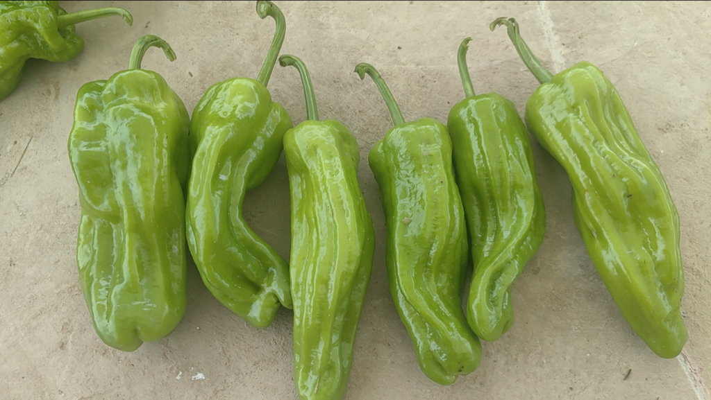 鲜辣椒特写,展示辣椒表面纹理与颜色 鲜辣椒特写